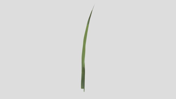 Basic-grass 3D Model