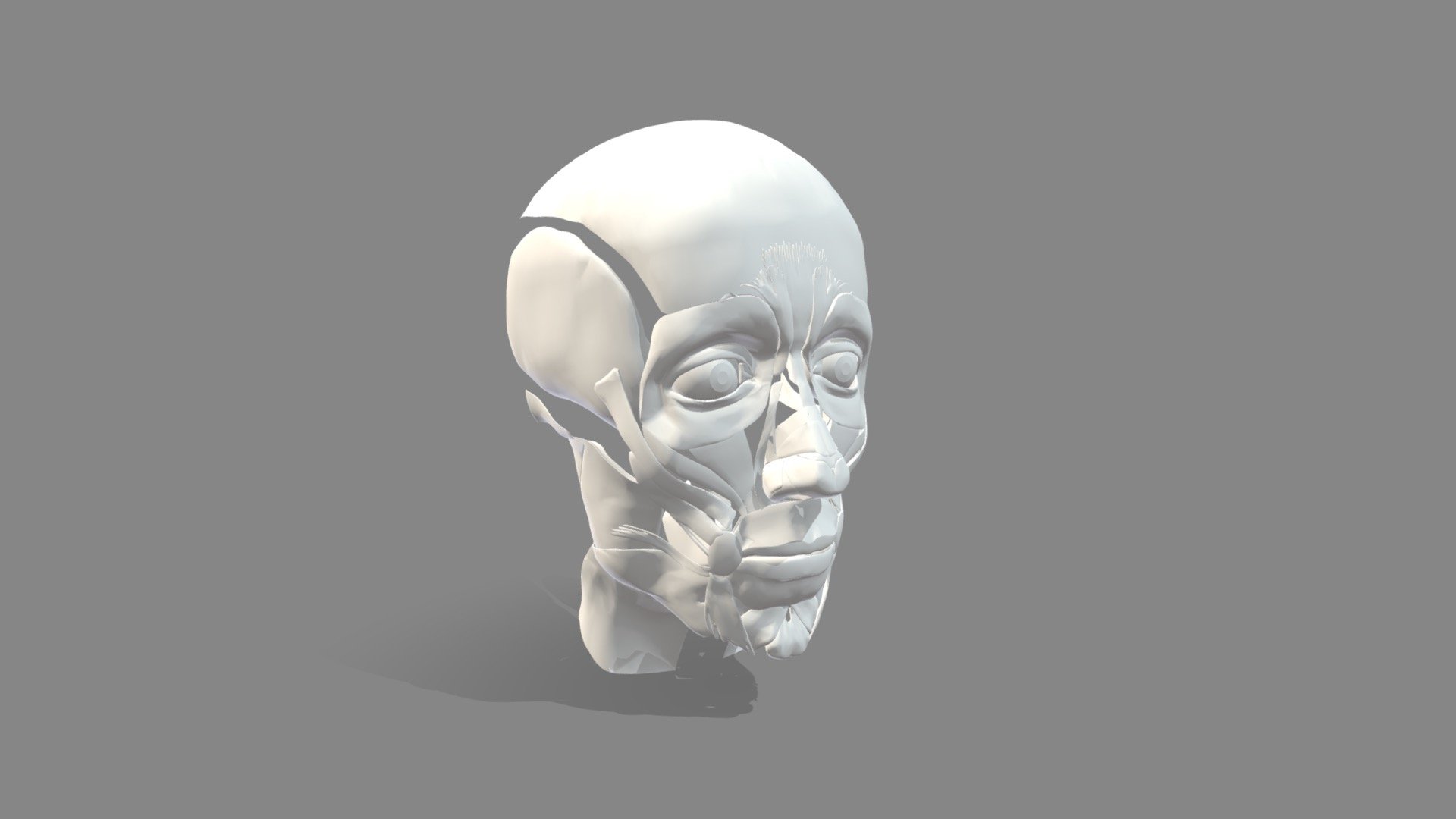Facial muscle structure 3d model
