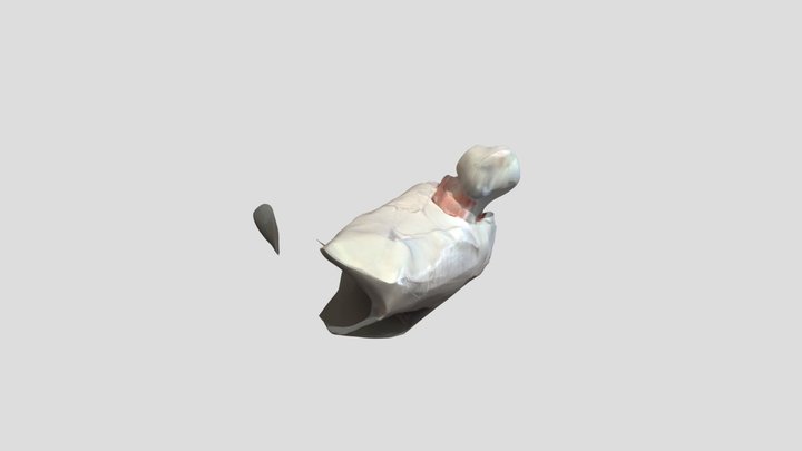 og bird scan 3D Model