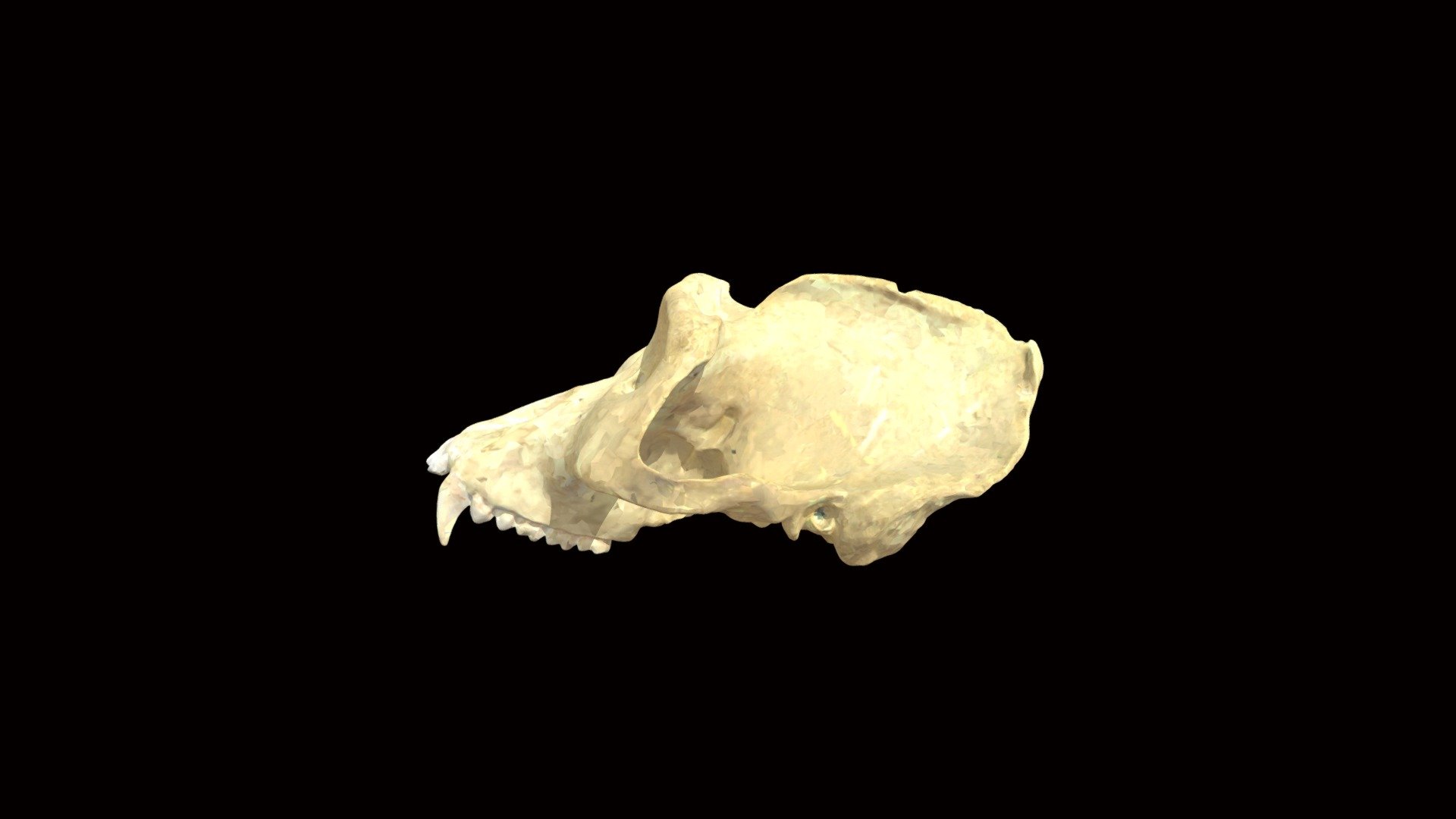 Gorilla