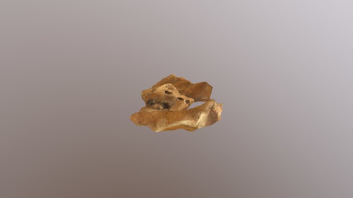 Scott Pelvis 3D Model