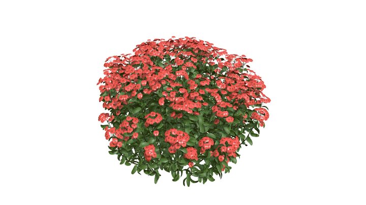 Goldmound Spiraea Red Flowering 3D Model