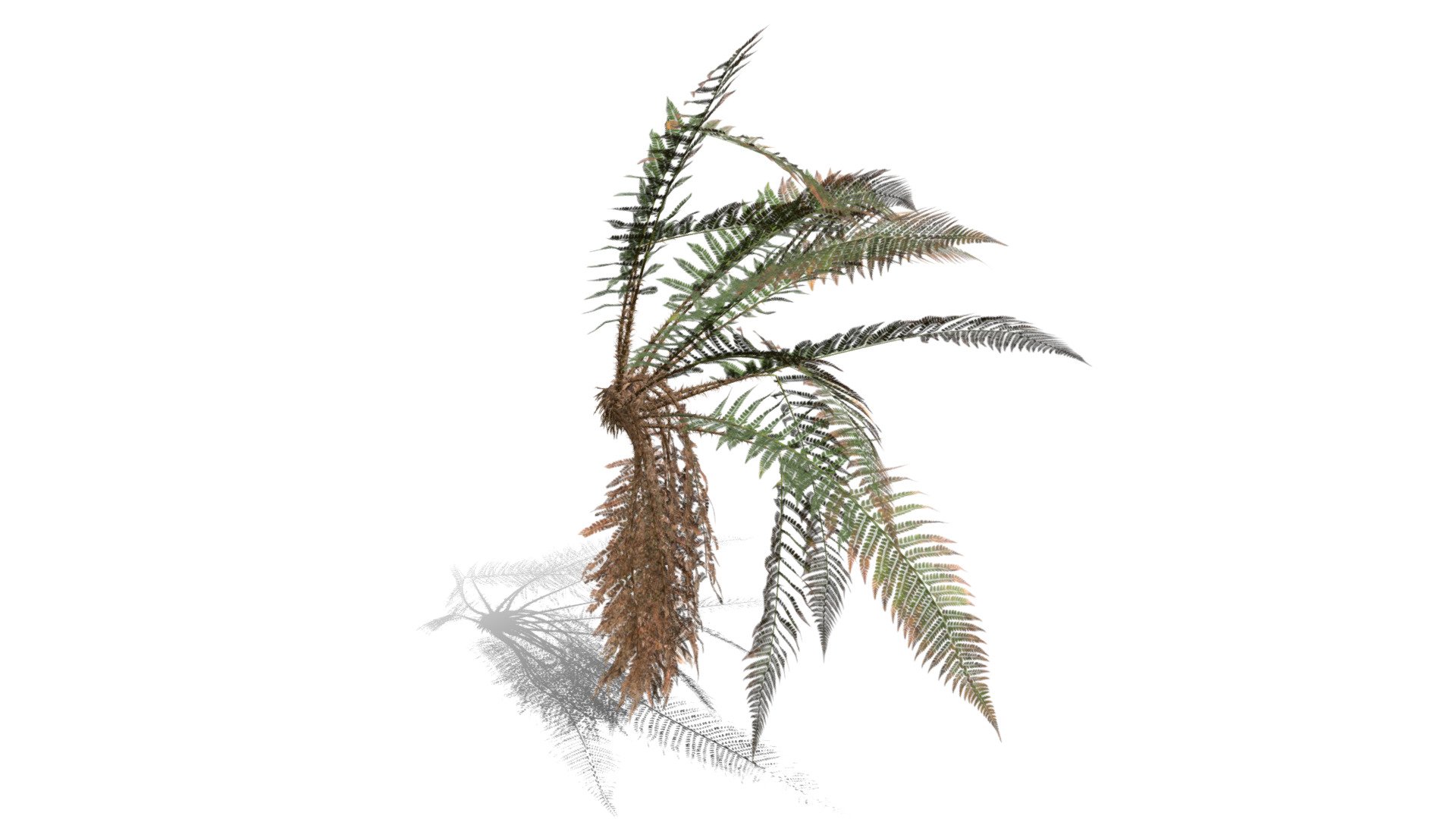 Realistic HD Male fern (43/50) - Download Free 3D model by PlantCatalog ...
