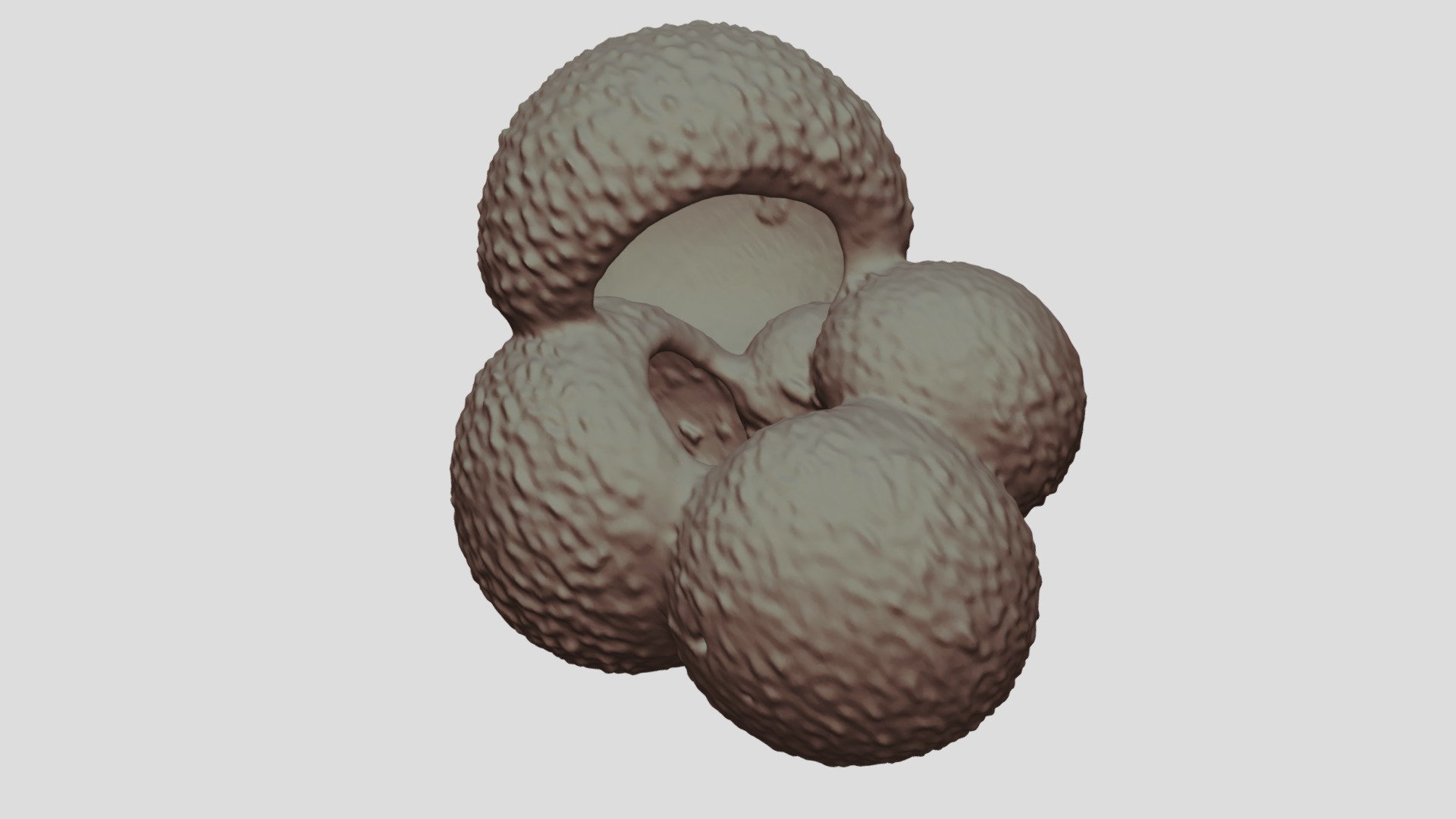 Globigerina bulloides [Geo B8502 865cm Shell-6]