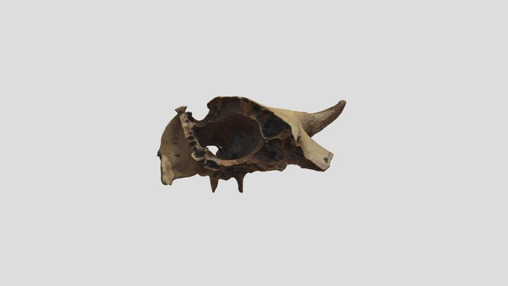 48CK302-7031, Bison bison, Crania 3D Model