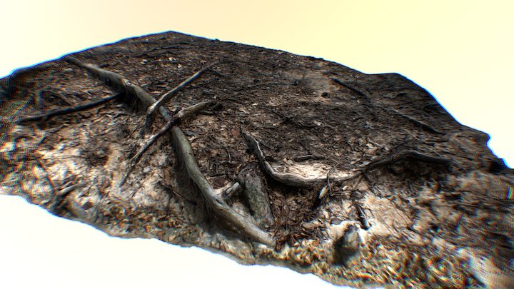 Roots 3D Model