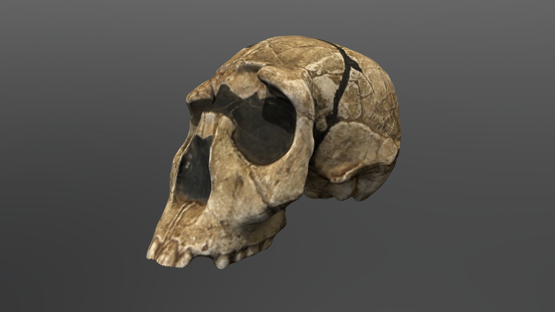 Homo erectus Cranium  (KNMWT 15000)