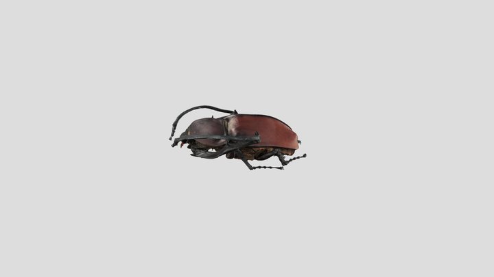 茶色长臂金龟 3D Model