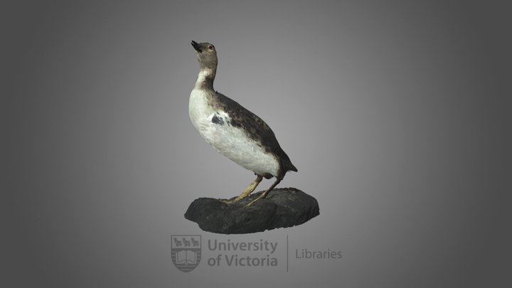 Common loon in winter plumage 3D Model