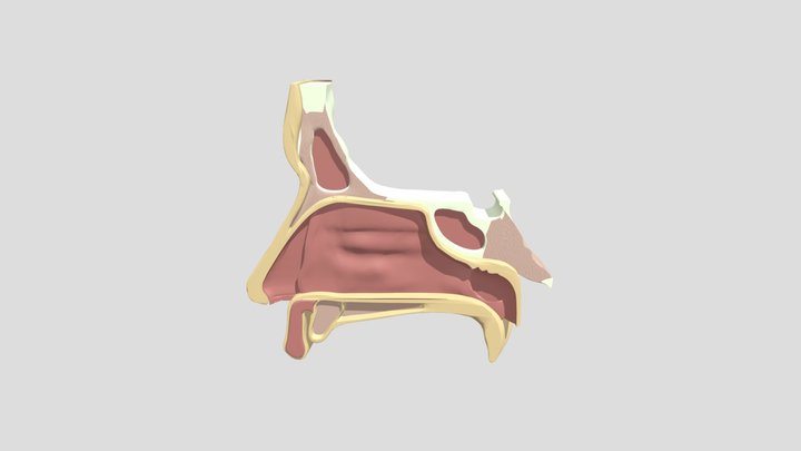 Nose Anatomy – Free 3D Model STL