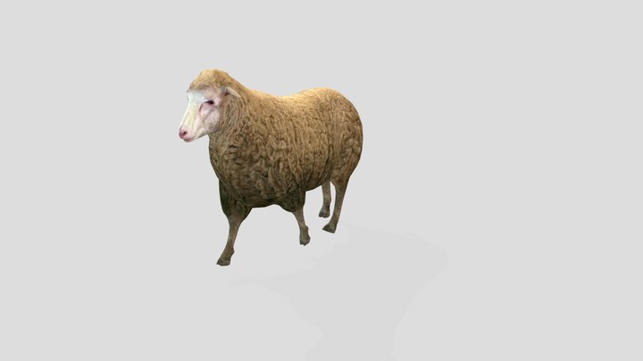 Rigged Animated Sheep 6 Animations Low Poly 3D Model