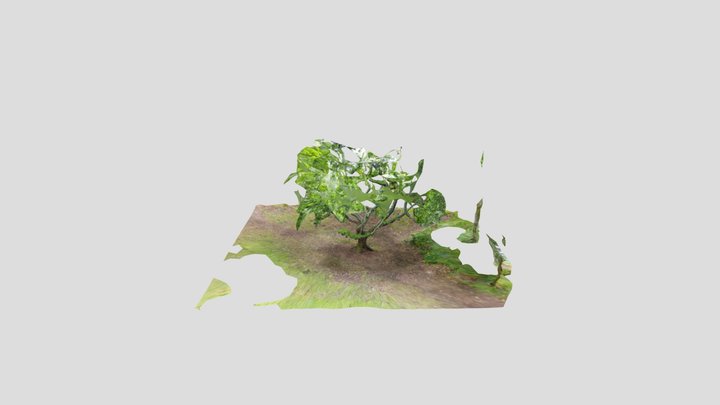 Tree Finchampstead Ridges Unedited Kiri – Modello 3D gratuito STL