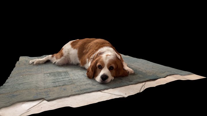 Dog- jo 3D Model