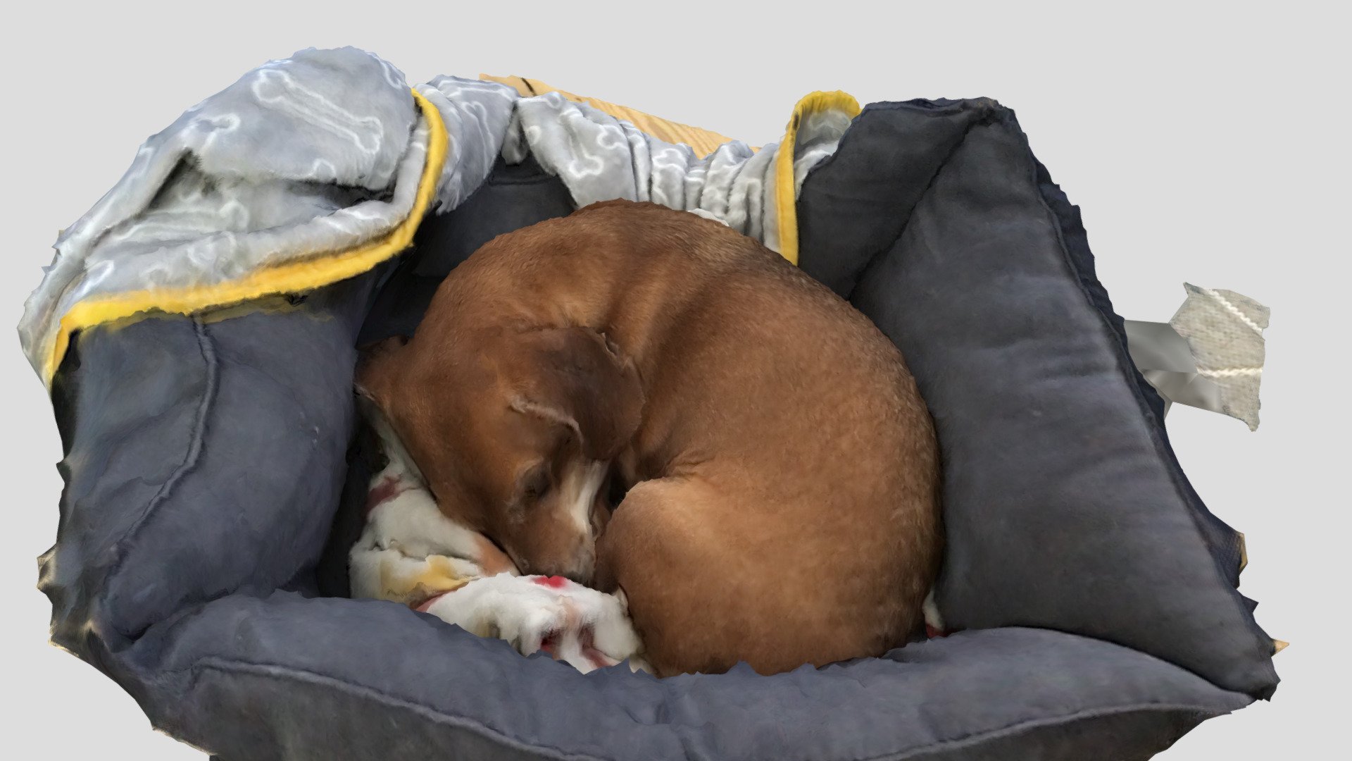 Koda Dachshund Sleeping Reality Scan Test
