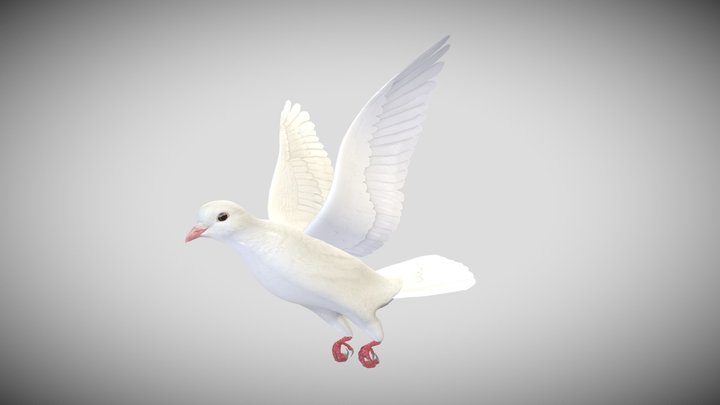 Realistic flying White Dove Low-poly 3D Model