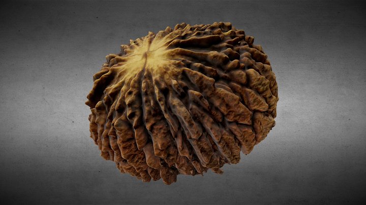 Schwarznuss (Juglans nigra) – Gratis 3D-model STL