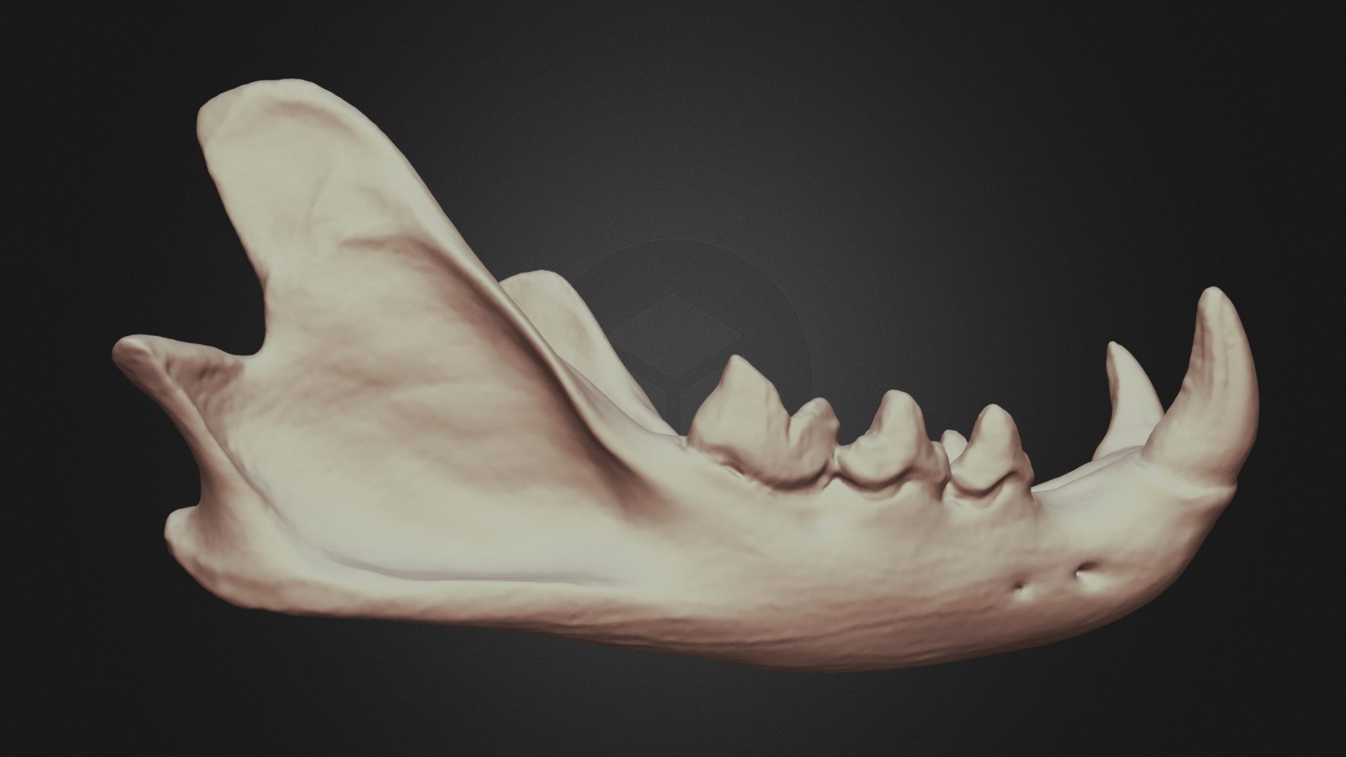 Lynx rufus (Bobcat) Mandible - 3D model by Lakehead Anthropology ...