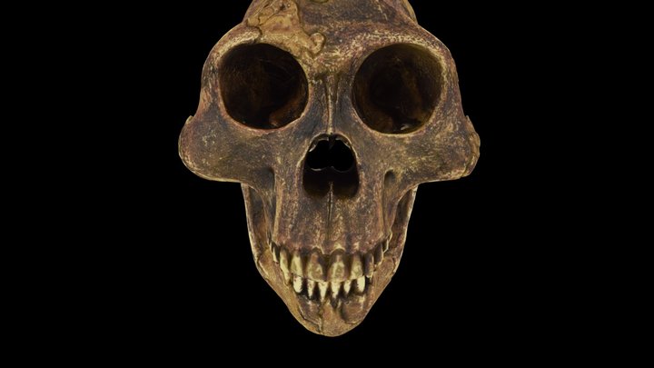 Australopithecus afarensis "Lucy" 3D Model