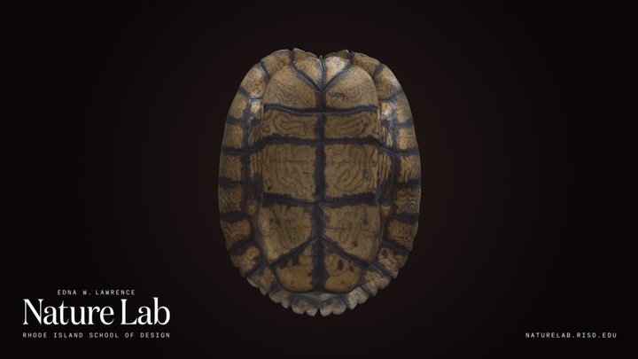 Turtle Shell