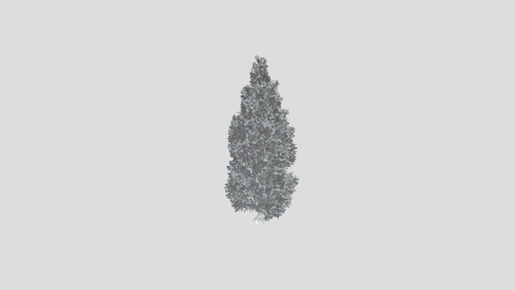 Pine Tree Pinus Flexilis Animated