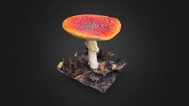 Fly Agaric (Amanita muscaria) Mushroom | UK 3D Model