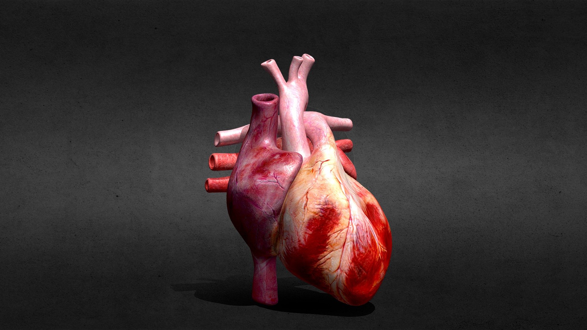 ArtStation - Heart cardiac cycle animation