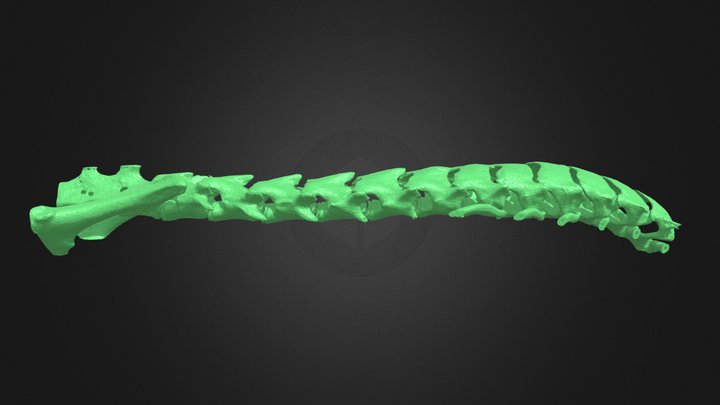 Etruscan shrew spine (FMNH 156493) 3D Model