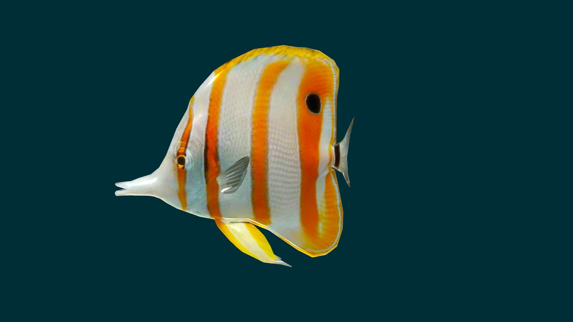 Butterflyfish