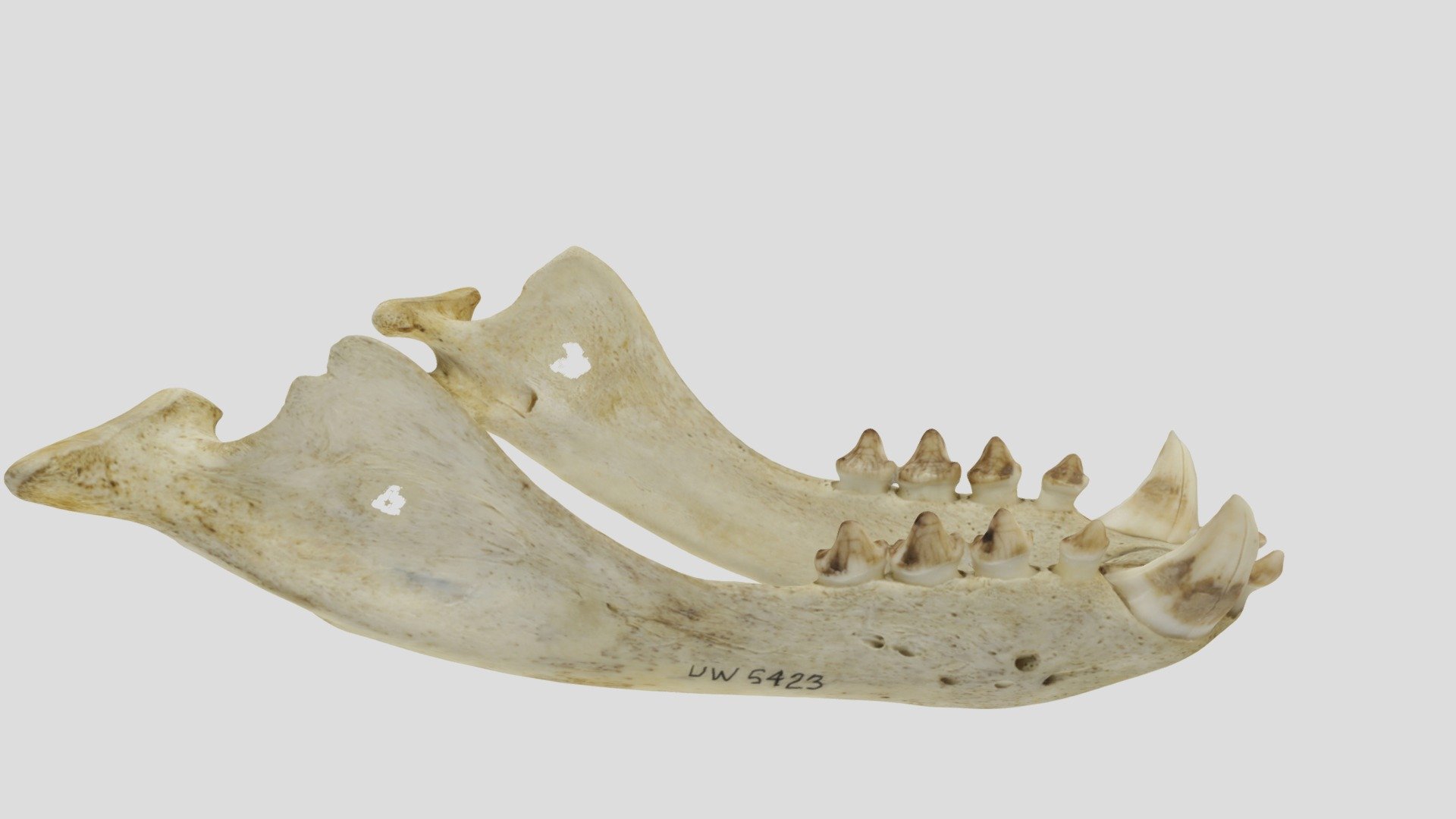 UWYMV:5423, Zalophus californicus, mandible - Download Free 3D model by ...