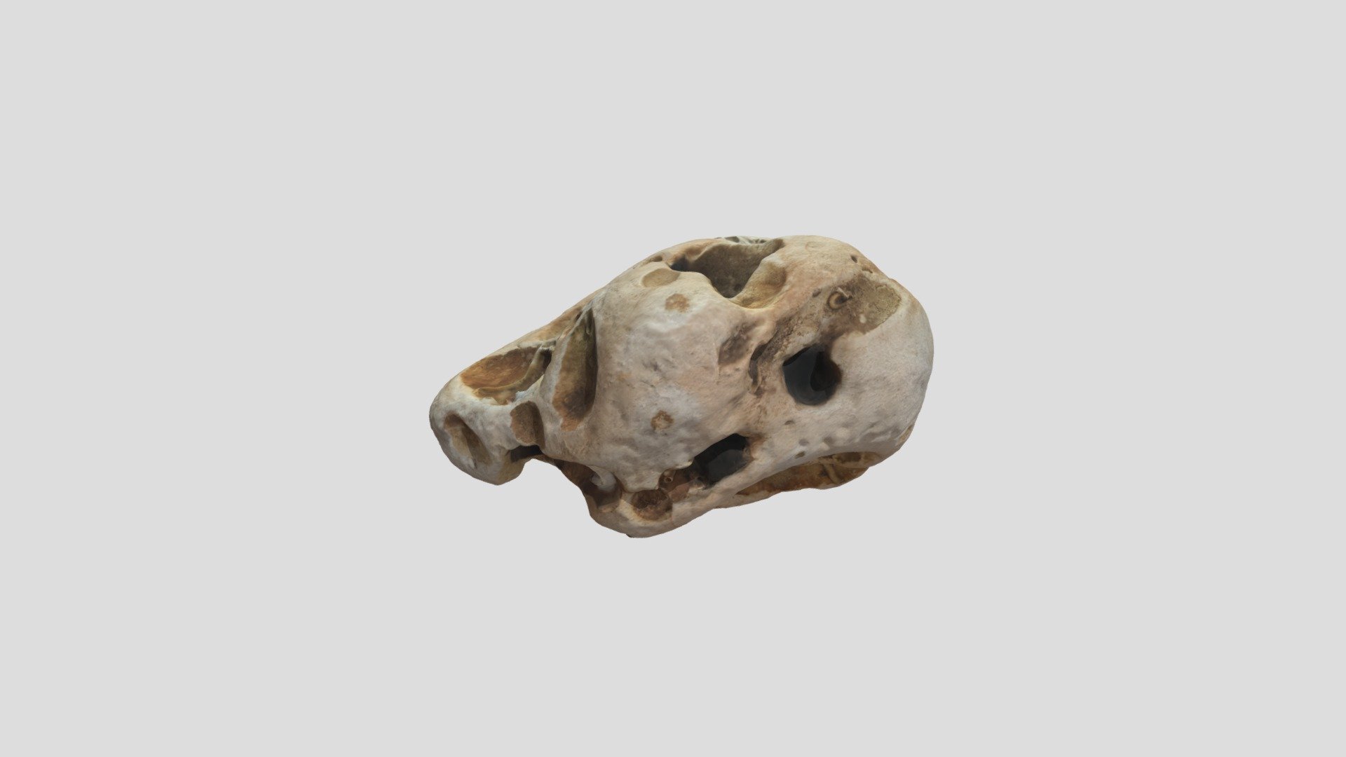 mussel-stone-1 - Download Free 3D model by nh2 [9cb0099] - Sketchfab