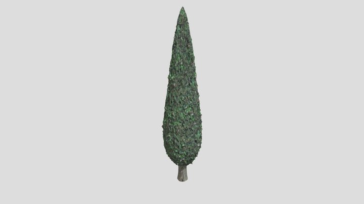 Cypress