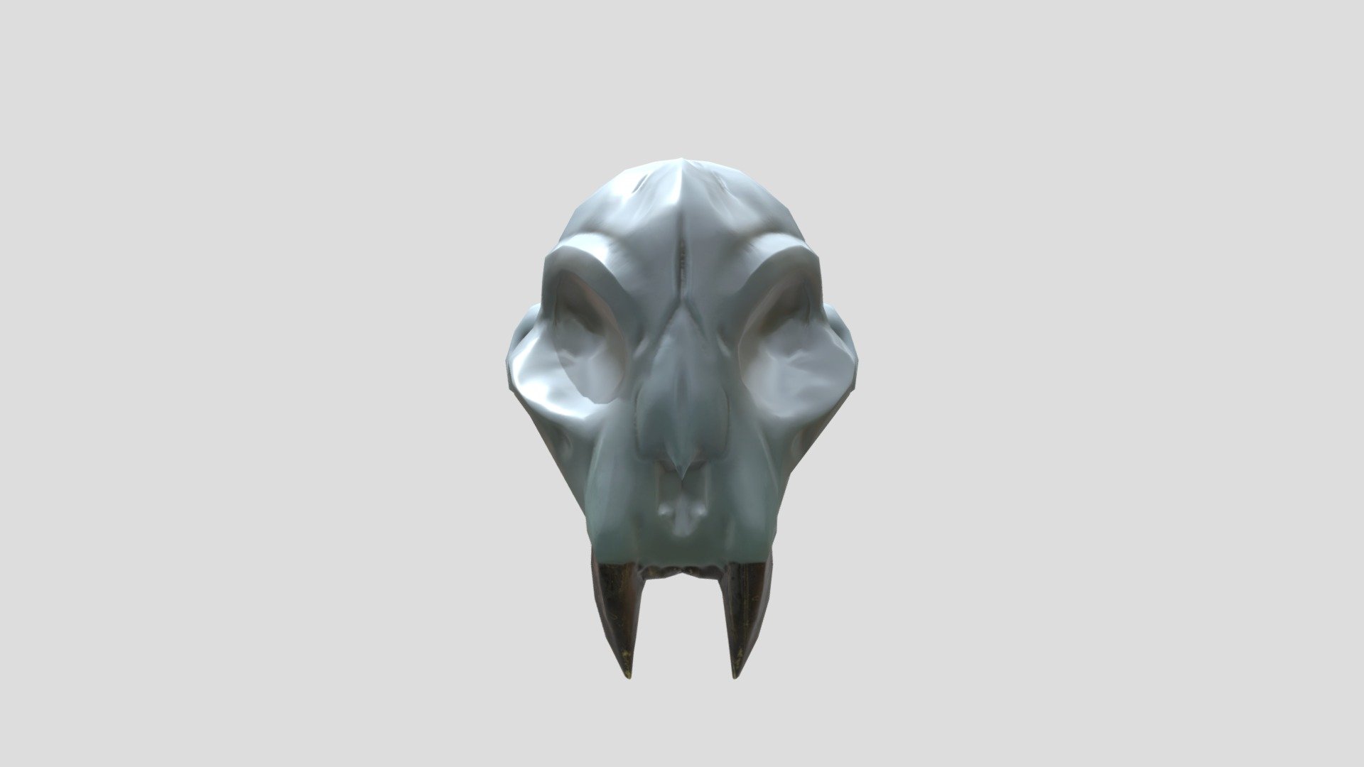 Cat skull
