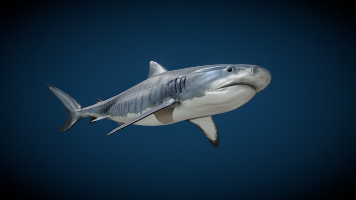 Tiger shark (Galeocerdo cuvier) 3D Model