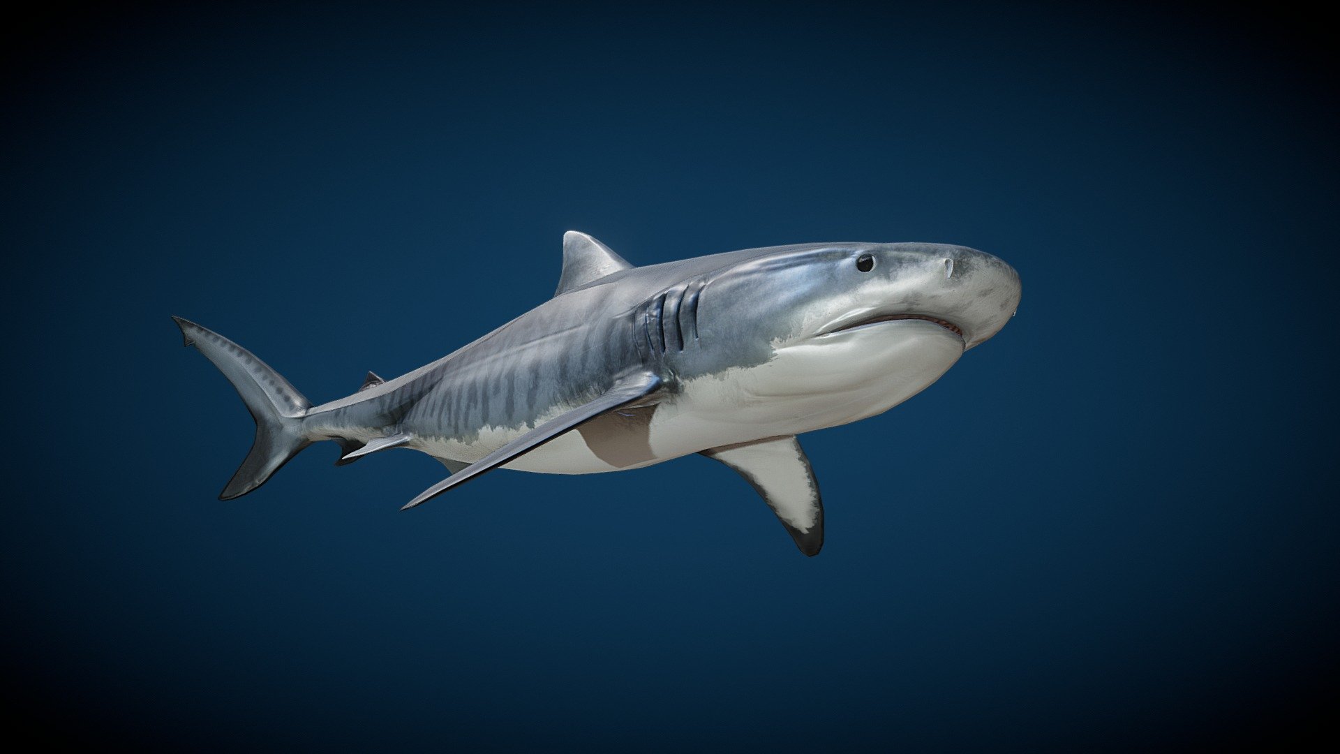 Tiger shark (Galeocerdo cuvier) - Download Free 3D model by Major