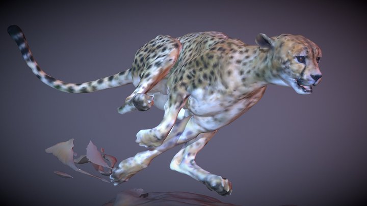 Cheetah 3D sculpt - The Chase 3D Model