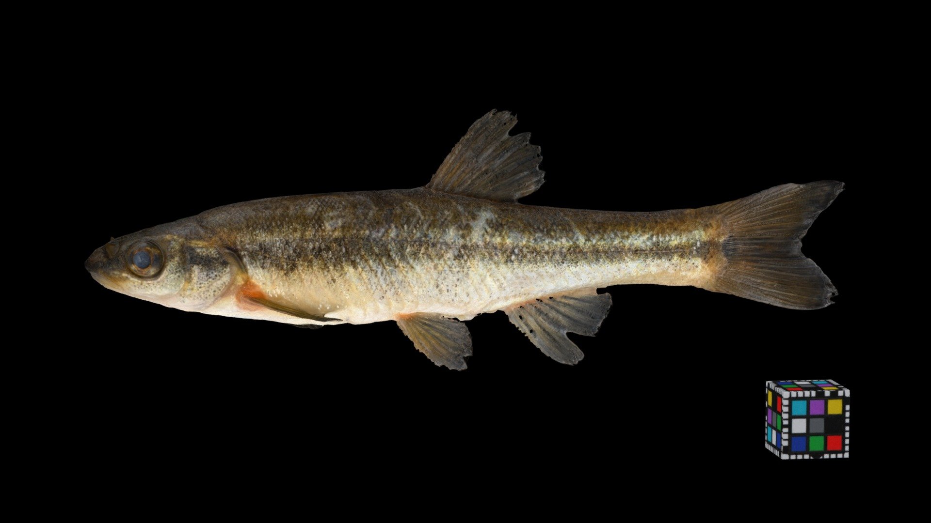 アブラハヤ Amur Minnow Rhynchocypris Lagowskii Download Free 3d Model By Ffish Asia Florazia Com Ffishasia And Florazia 9cb42f4