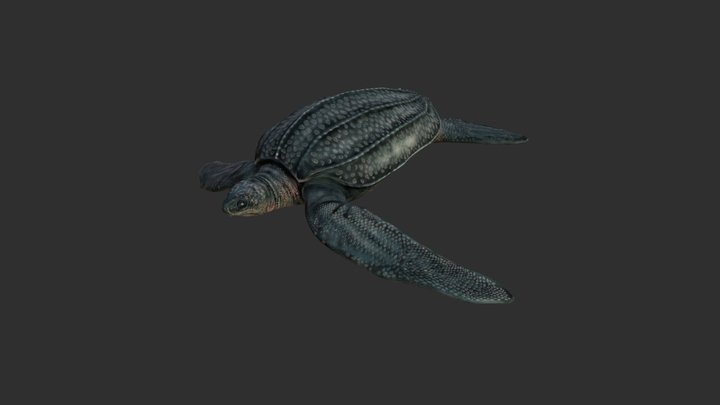 Leatherback Sea Turtle 3D Model