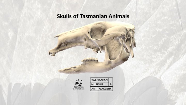 Forester kangaroo skull 3D Model
