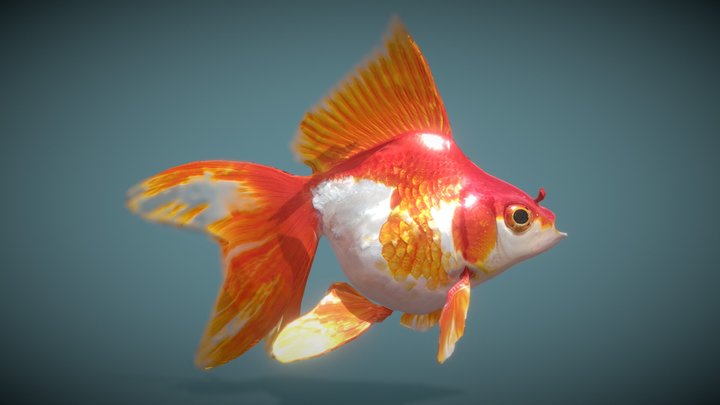 Goldfish_Variety2 3D Model