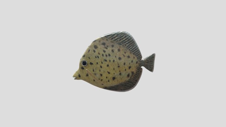 Fish 3D Model