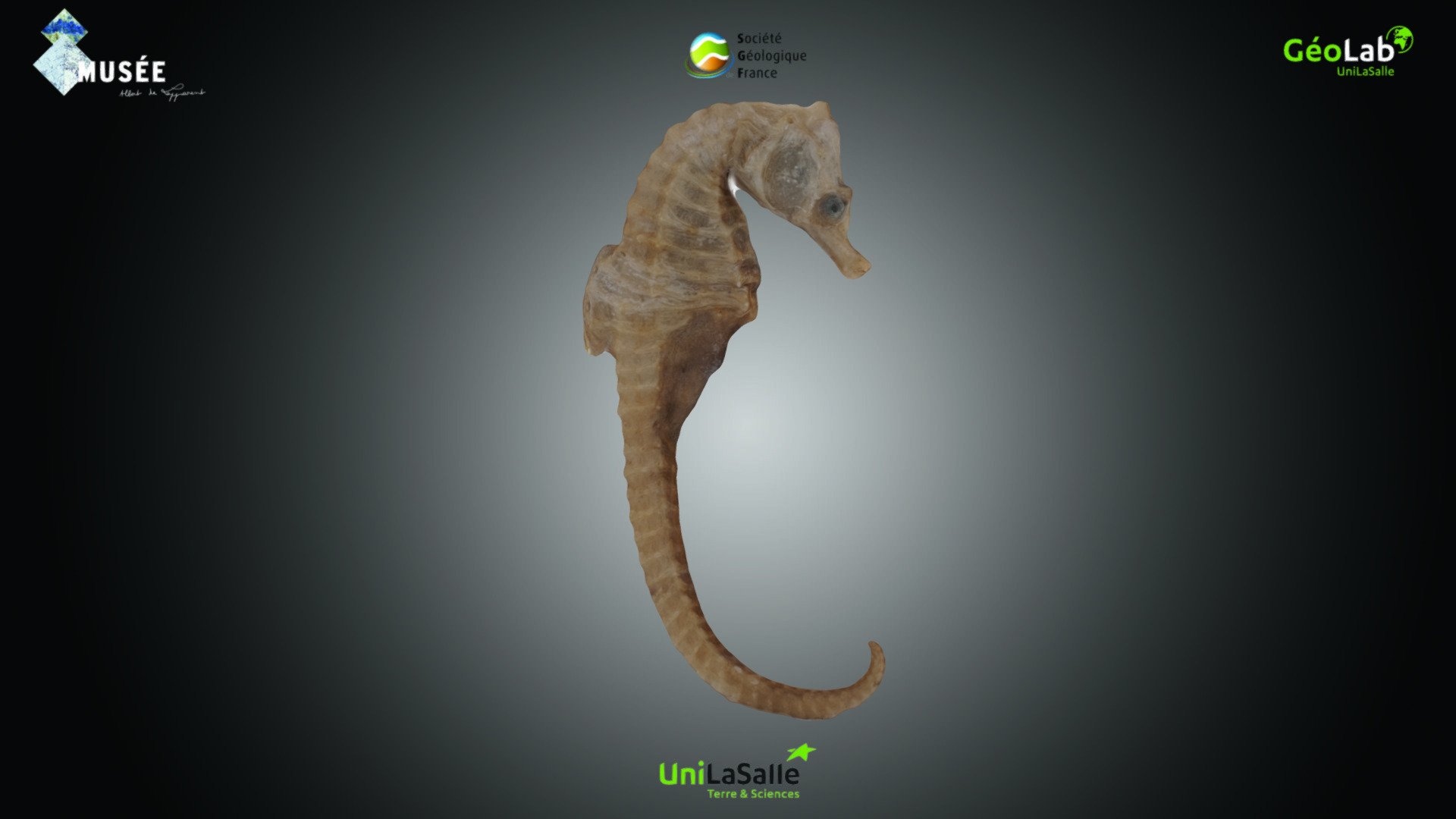 Poisson - Hippocampe indéterminé