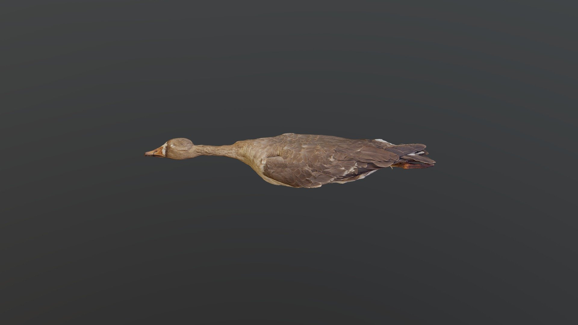 Greater White-fronted Goose - Anser albifrons