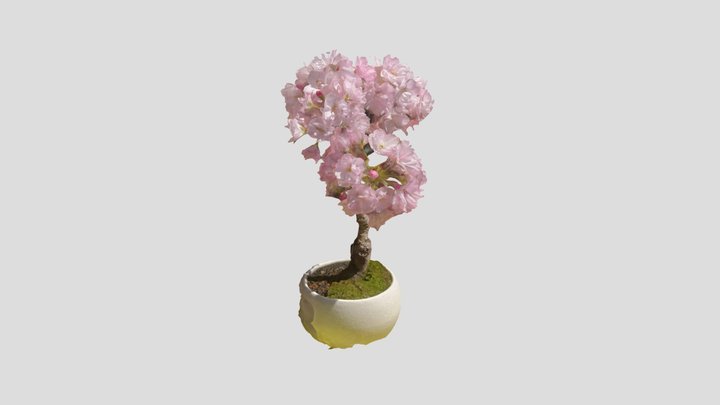 Sakura Bonsai 3D Model