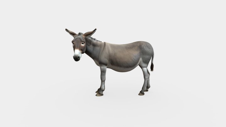 Donkey 3D Model