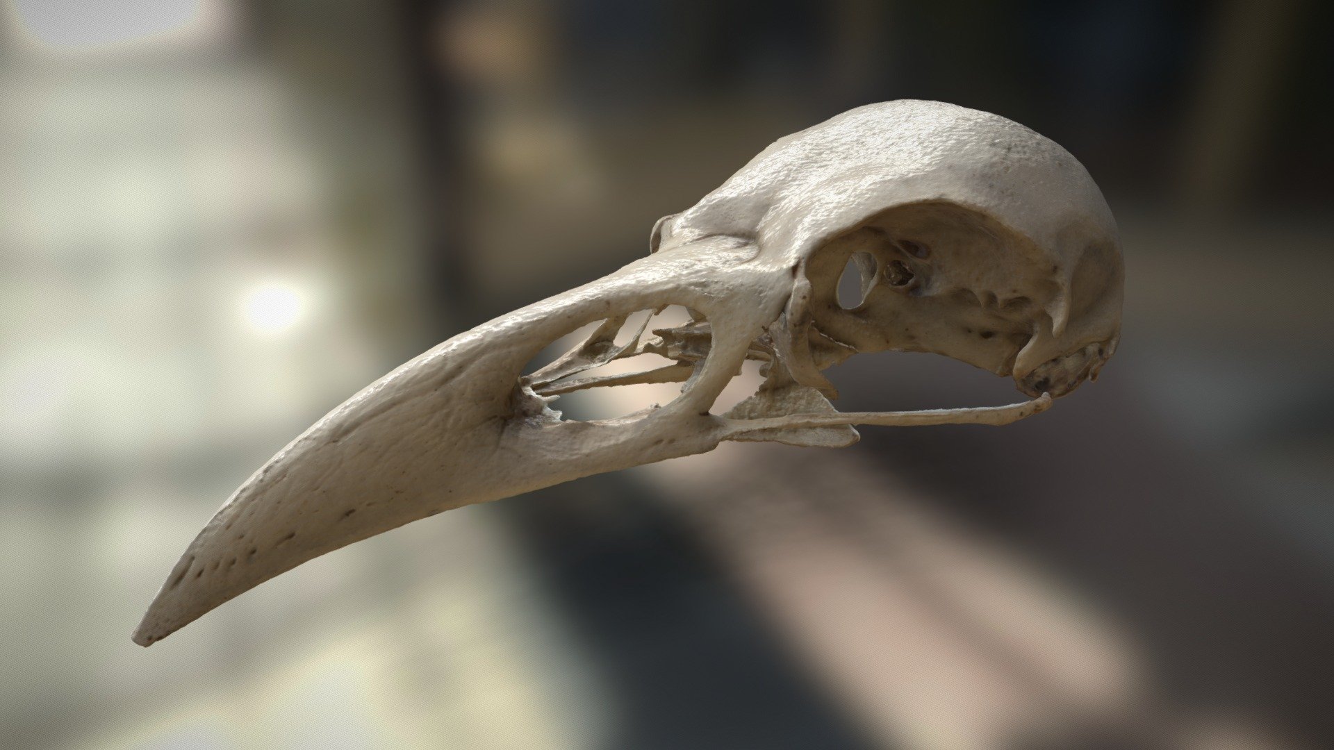 Crow Skull Photogrammetry Digitization