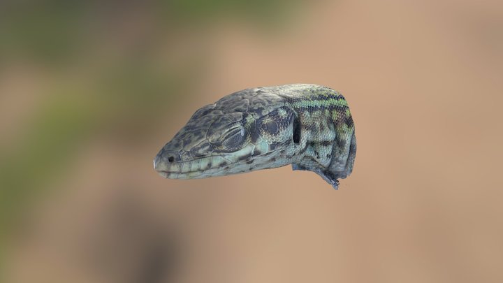 Ibiza Wall lizard 3D scanned alive in the field 3D Model