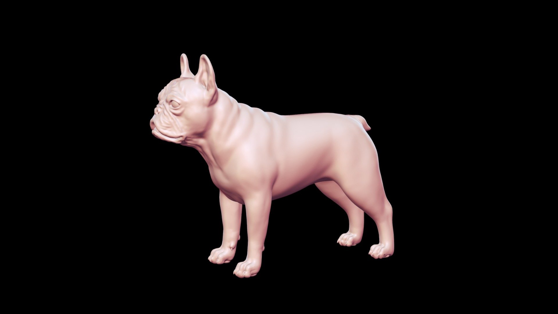 French Buldog Base Mesh 3d Model - Buy Royalty Free 3d Model By 