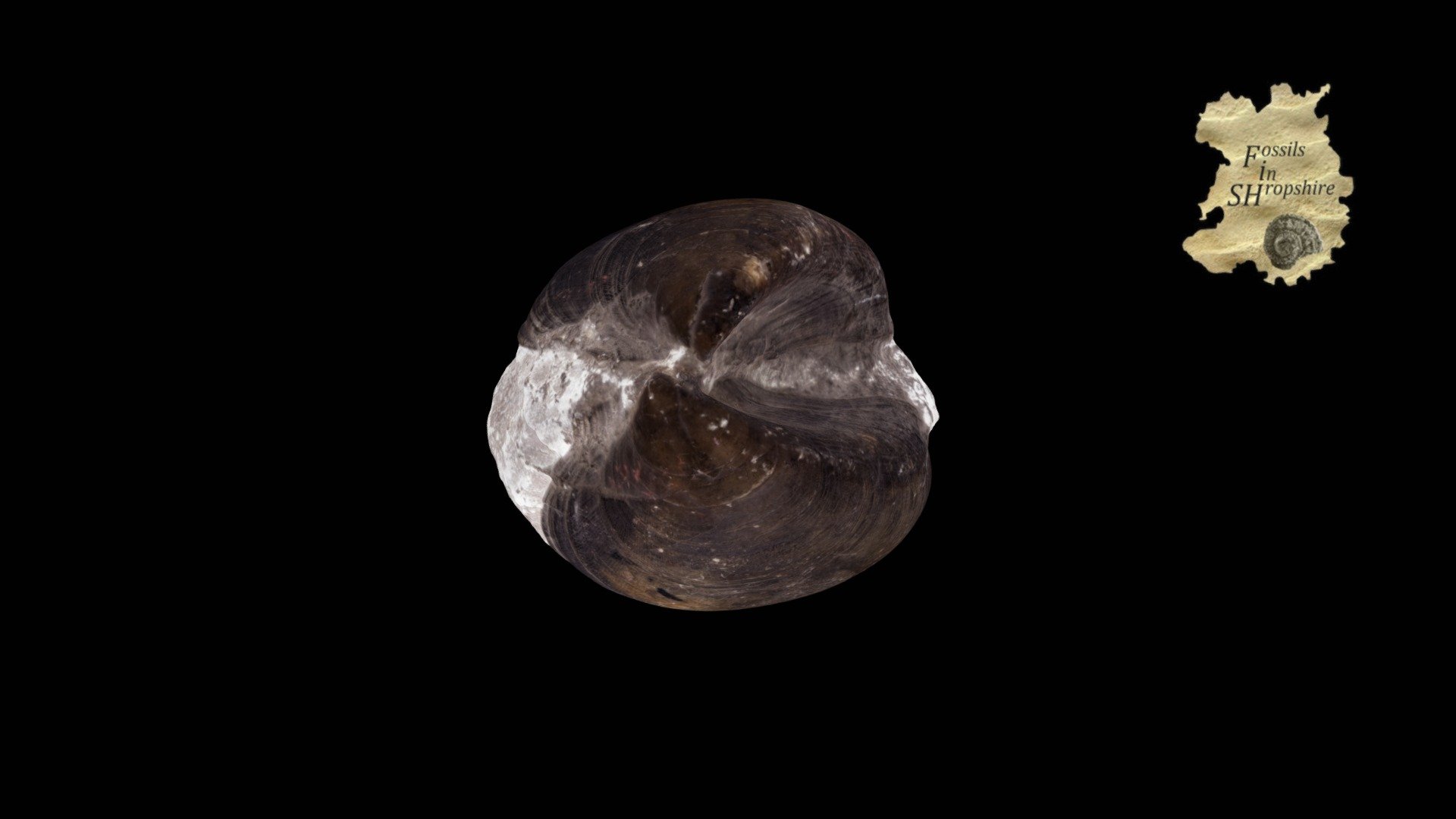 Bivalve: Plagiostoma