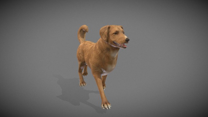 Dog Tolling Retriever 3D Model