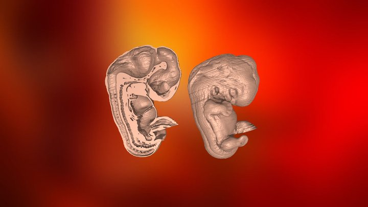 Embryology 3D Models - Sketchfab